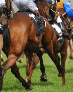 cheltenham-festival-horses-racing-breakfast-bus-and-&-back-offer-the-beehive